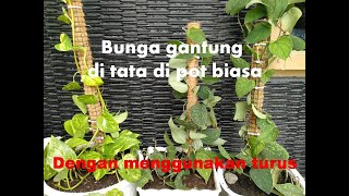 Cara buat bunga gantung menjadi bunga hias di pot biasa pake turus