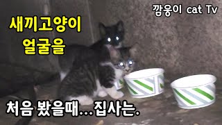 배고픈 어미에게  밥을 주었더니 새끼를 데리고온 어미고양이