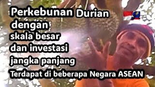 Perkebunan Durian dengan skala besar dan investasi jangka panjang terdapat di beberapa Negara ASEAN.