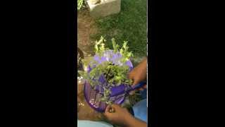 Lemon Basil How to Prune and Harvest Seeds