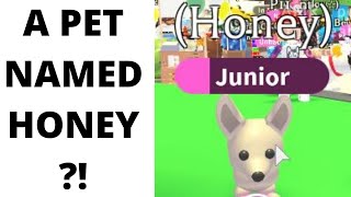 A PET NAMED HONEY | I HAVE A SUPER RARE PET IN ADOPT ME!