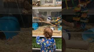 Brody’s Adventure playing with the gerbils at Swallow Aquatics