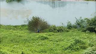 Peacock Dance in Rainy Season