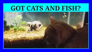 Episode 113 - Adopting Cats and Keeping Them Around Fish Aquariums. (It can be done!)