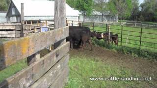 Working Calves & Cows In Facilities Without a Tub: Cattle Handling & Stockmanship