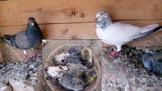 Jonsara Male Aur Neeli Female Ke Bacche Nikal Aaye Alhamdulillah #MAsadBirds #Pigeon #Kabutar