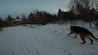 German shepherd on walk. Eros på tur. 05.12.2024. welcome to a walk in winterland  part 2.