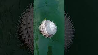 We always have pufferfishes in baklad #catchandfeastcrew #seaescapade #fishing