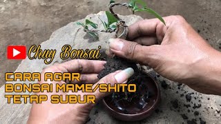 CARA MEMBUAT BONSAI MAME TETAP TUMBUH SUBUR