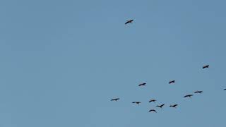 Sandhill Cranes and Wood Duck