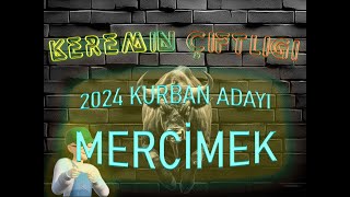 Keremin Çiftliği 2024 Kurbanlık Büyükbaş Mercimek - SATILDI