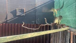 Common kestrels in their rehabilitation aviary