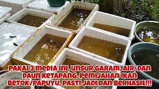 PAKAI 3 MEDIA INI, UNSUR GARAM, AIR, DAUN KETAPANG, PASTI LARVA AMAN!!!