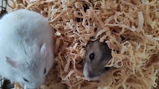 Pearl Winter White and Sapphire Winter White Hamster