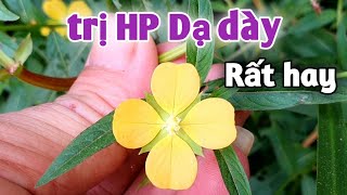 Bài thuốc trị HP Dạ dày rất hay. PHAN HẢI Vlog