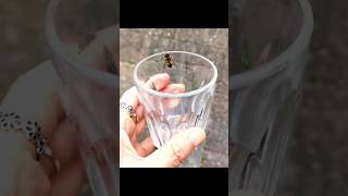 How to catch bees without being stung? 🐝🥰 #howto #bees #shorts #nature #fyp