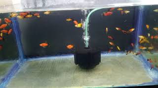 High-fin platy fish