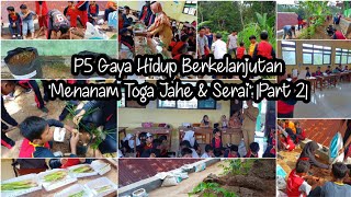 P5 Gaya Hidup Berkelanjutan : Menanam Toga Jahe & Serai |Part 2|