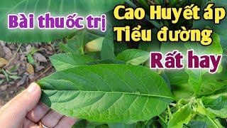 Đây là Cách trị Cao huyết áp, Tiểu đường Rất hay. PHAN HẢI Vlog