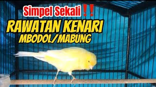 Tips Rawatan Kenari Mabung biar Tuntas & Maksimal Mabungnya | By: JNK