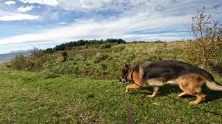 German shepherd on walk. Eros på tur. 11.09.2024. still you tubes most boring video part 1