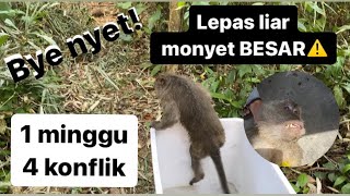 🟤KONFLIK MONYET‼️ TERJADI DALAM 1 minggu 4 kali RESCUE⚠️ KASIHAN😫