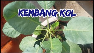 Tes Tanam Kembang Kol dalam Pot Dataran Rendah | Sarjana Mipa #timelapse