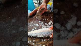 Big Hilsa fish {Ilish} cutting ln shop | fish cutting video | fish cutting skills #short #shorts