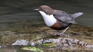 Vögel im Quellgebiet der Pader_Bildershow