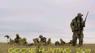 Перший Вихід на ГУСЯ в цьому році.CANADA  GOOSE HUNTING