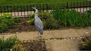 Glimpse in a Day of a Great Heron of Kyoto Gardens