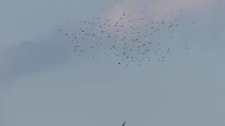 Common Grackles