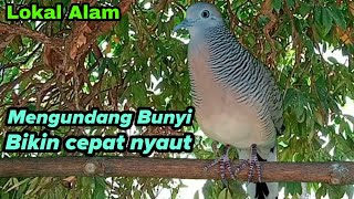 Perkutut lokal gacor Lokal alam Mengundang bunyi bikin cepat nyaut.