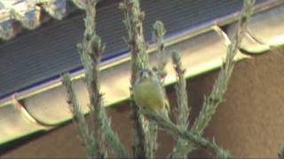 Pojoči zelenec (Singing greenfinch)