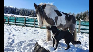 What's a Christmas Gift that Benefits your Horse, your Dog, and YOU?