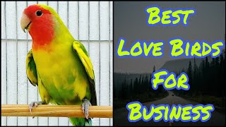 African Love Birds Price 2022 | Love Bird Business | Khan Birds Collection EP 13