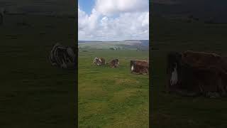 Horses Wales 🏴󠁧󠁢󠁷󠁬󠁳󠁿