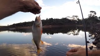 2 Reddies on a Bullet lure - Crusoe Reservoir back in April