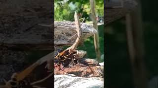 Mantis Vs Bee Fight #wildlife #mantis #bee #animaltheater