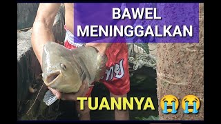 SI BAWEL MENINGGALKAN TUANNYA