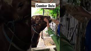 Combor Dulu #short #sapi #trending