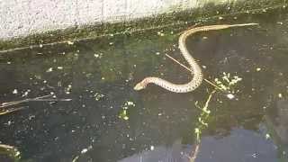 Διάσωση Νερόφιδου από φρεάτιο - παγίδα - Grass snake rescue