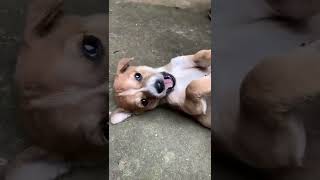 Puppies Playing | Cute Dog | Funny Dog