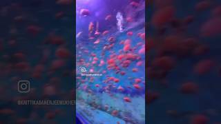 Underwater Aquarium Mysore #shorts #share #aquarium #mysore #subscribe #viral #youtubeshorts