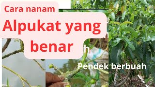 part2 cara nanam yang benar alpukat pendek rimbun berbuah