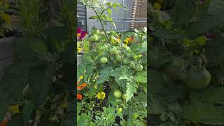 Tomato progress #tomatoes #garden #gardening #veggiegarden #victorygarden #nature #naturelovers