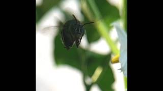 Blue banded Bee #macro #blue #bee