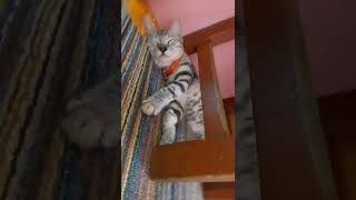 NEMO - kucing pipi tembem lagi bobo