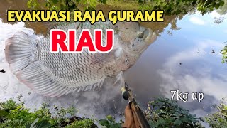 PASER IKAN !! EVAKUASI RAJA IKAN GURAME RIAU