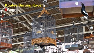 Kacer Geger Kontes Burung Kicau #Kicaumania